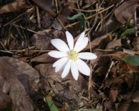 sanguinaria canadensis 1.jpg